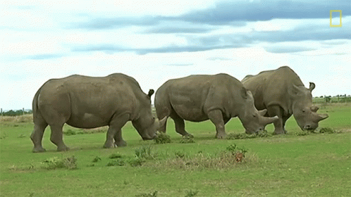 Three Rhinos Grazing In A Grassy Field With A National Geographic Logo On The Bottom Right GIF