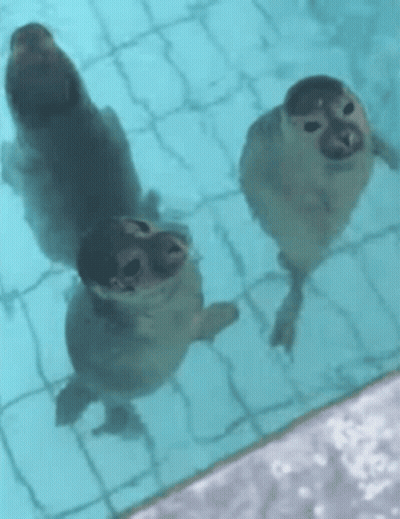 Three Seals Are Swimming In A Pool Looking Up At The Camera . GIF