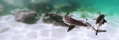 Three Sharks Swimming Near Rock GIF
