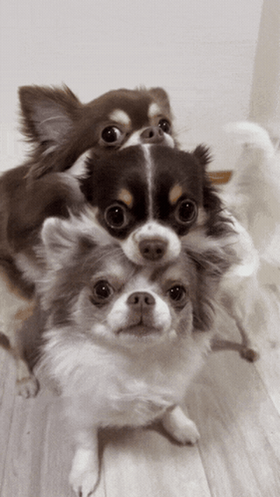 Three Small Dogs Are Stacked On Top Of Each Other On The Floor GIF