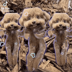 Three Small Dogs Are Standing Next To Each Other On A Pile Of Wood . GIF