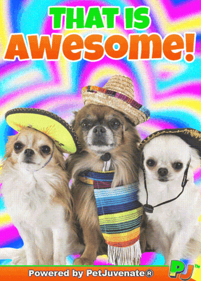 Three Small Dogs Wearing Sombrero Hats And Scarves On A Colorful Background That Says That Is Awesome Powered By Petjuve GIF