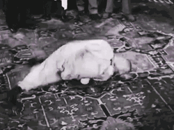 Three Stooges Curly Floor Spinning GIF