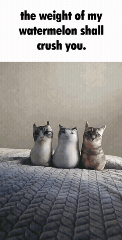 Three Stuffed Cats Are Sitting On A Bed With The Words " The Weight Of My Watermelon Shall Crush You " GIF