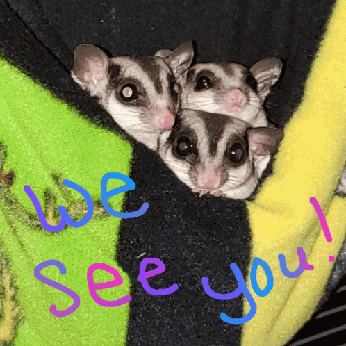 Three Sugar Gliders Are Wrapped In A Green And Yellow Blanket With The Words We See You Written On It GIF