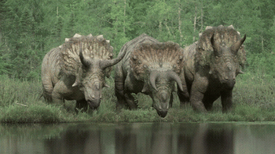 Three Triceratops Standing Near Water GIF