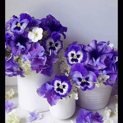 Three Vases of Purple and White Pansies