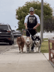Three Walking Dog GIF