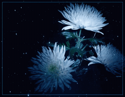 Three White Flowers Are Against A Black Background GIF