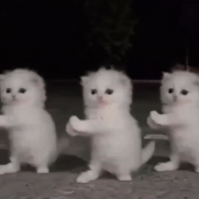 Three White Kittens Standing On Hind Legs GIF