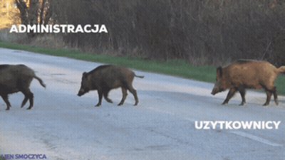 Three Wild Boars Are Walking Down A Road With The Words Administracja And Uzytkownice Written On The Bottom GIF