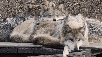 Three Wolves Laying On Top Of Each Other On Wooden Platform GIF
