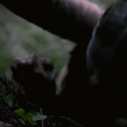 Thriller Bird Box Horror GIF