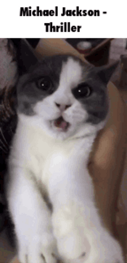 Thriller Dance Kitten GIF