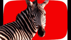 Thug Life Zebra GIF