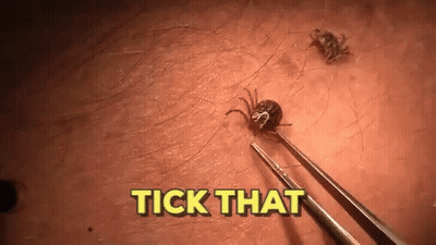 Tick Removed From Skin With Tweezers GIF