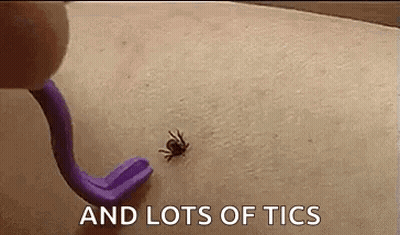 Tick Removed With Purple Tick Removal Tool GIF