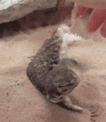 Tickle Belly Rub Lizard GIF