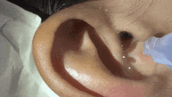 Tickle Ear Spider Water GIF