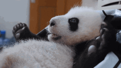 Tickle Overjoyed Panda GIF