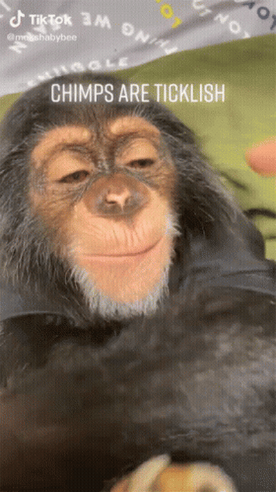 Tickled Chimpanzee Chimps Are Ticklish GIF