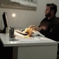Tickling Cat In Front Of Computer GIF