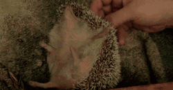 Tickling Little Hedgehog GIF