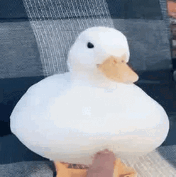 Tickling The Cute Duck GIF