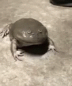 Ticklish Laughing Frog