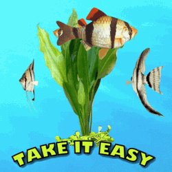Tiger Barbs Take It Easy GIF