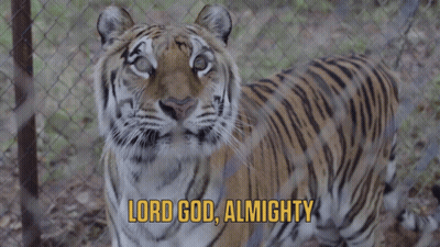 Tiger Behind Chain Link Fence Lord God Almighty GIF