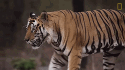 Tiger Bengal Walking Prowling Prey