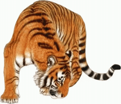 Tiger Cleaning Itself With Long Tail GIF