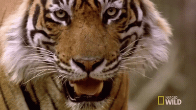Tiger Close Up National Geographic Wild