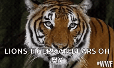 Tiger Close-Up Saying Lions Tigers Bears Oh My