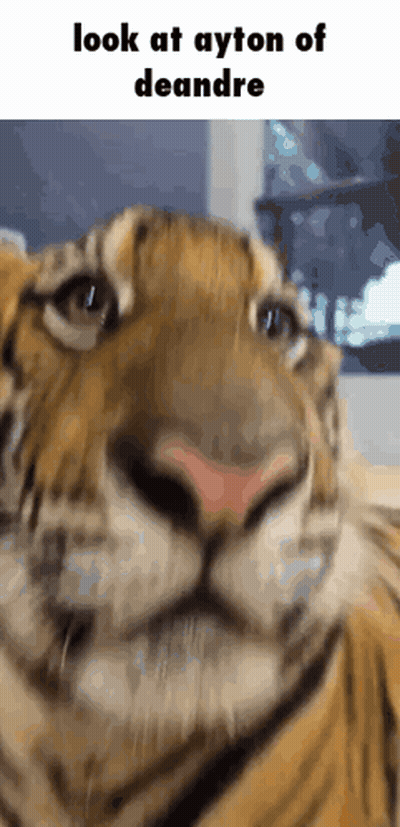 Tiger Close Up Saying Look At Ayton Of Deandre GIF