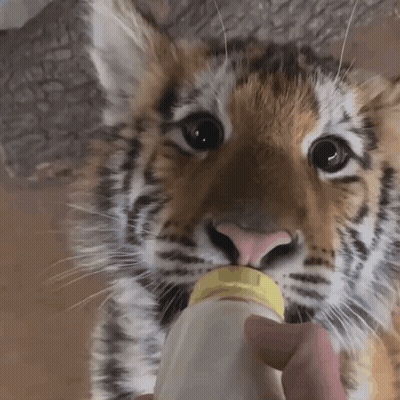 Tiger Cub Drinking From Baby Bottle GIF