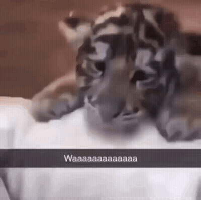 Tiger Cub Laying On Bed Saying Waaaa GIF