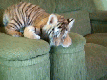 Tiger Cub Laying On Couch Looking Down GIF