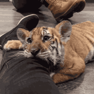 Tiger Cub On Leg Looking At Camera GIF