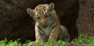 Tiger Cub Sitting In Grass Looking At Camera Headlineanimate GIF