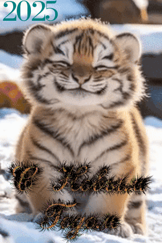 Tiger Cub Sitting In Snow 2025 GIF