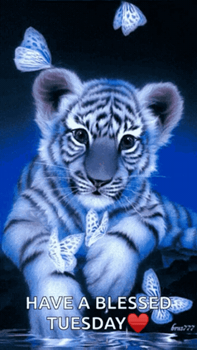 Tiger Cub With Butterflies Saying Have a Blessed Tuesday