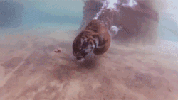Tiger Diving Underwater Deep Ocean