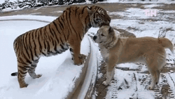 Tiger Dog Friendly Head Lick GIF