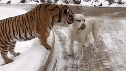 Tiger Dog Lick Love
