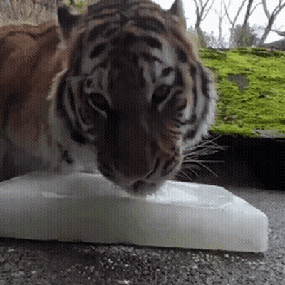 Tiger Drinking From A Piece Of Ice GIF