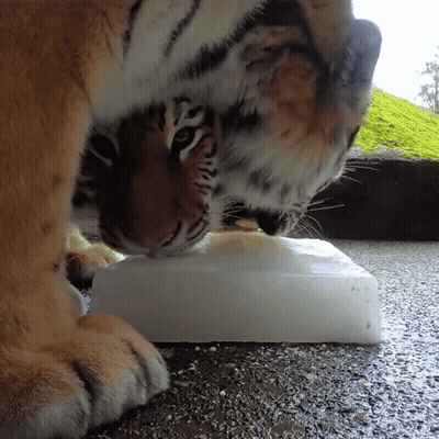 Tiger Eating Ice On Ground GIF