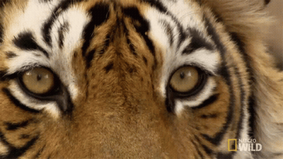 Tiger Eyes With National Geographic Wild Logo GIF