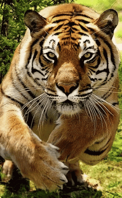 Tiger Face And Paws Close Up GIF